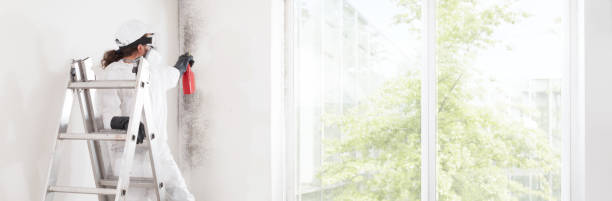 Best Water Damage & Mold Remediation  in Wailuku, HI